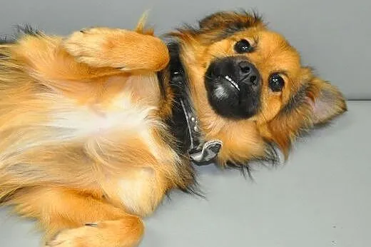 SIMBA - śliczny, uroczy i młody 7 kg psiak do adop