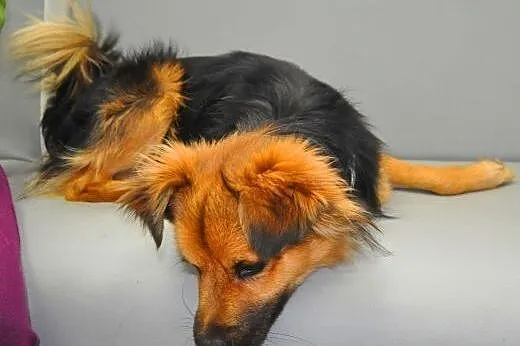 SIMBA - śliczny, uroczy i młody 7 kg psiak do adop