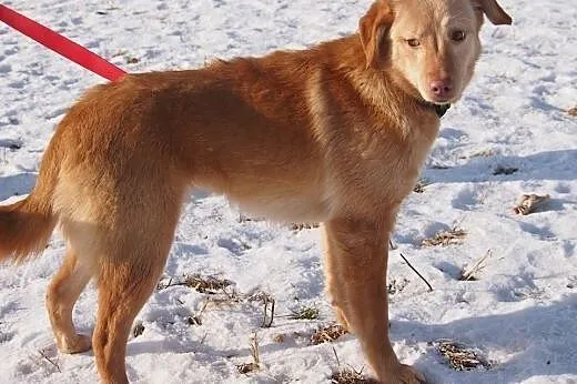 Nel piękna suni źle znosi pobyt w schronisku adopt