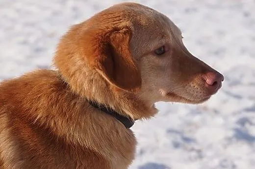 Nel piękna suni źle znosi pobyt w schronisku adopt