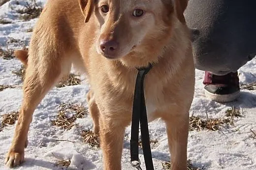 Nel piękna suni źle znosi pobyt w schronisku adopt