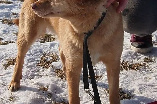 Nel piękna suni źle znosi pobyt w schronisku adopt
