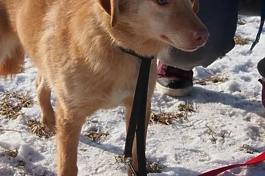 Nel piękna suni źle znosi pobyt w schronisku adopt
