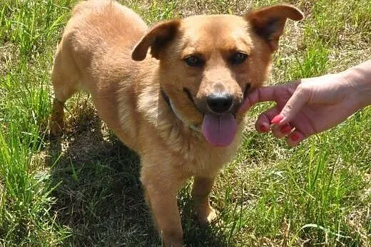 RUDEK - cudowny, mały 8 kg psiak do adopcji,  mazowieckie Warszawa