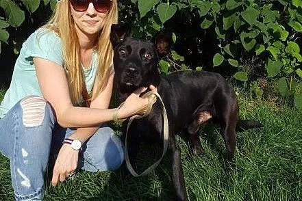 Salvo- psi ideał - do adopcji,  mazowieckie Warszawa