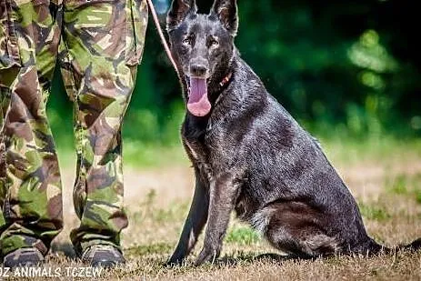 OTOZ Animals - Szanta - energiczna suczka w typie 