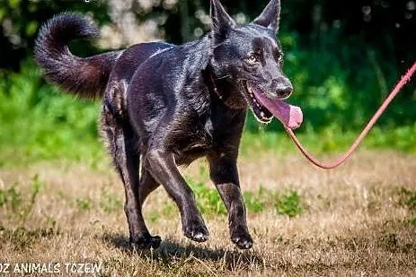 OTOZ Animals - Szanta - energiczna suczka w typie 