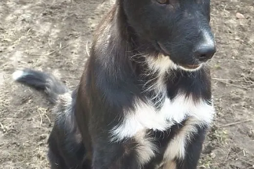 Duży szczeniak do adopcji,  mazowieckie Warszawa