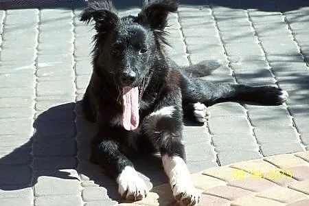 Duży szczeniak do adopcji,  mazowieckie Warszawa