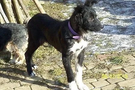 Duży szczeniak do adopcji,  mazowieckie Warszawa