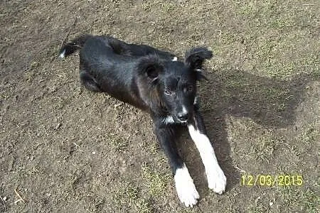 Duży szczeniak do adopcji,  mazowieckie Warszawa
