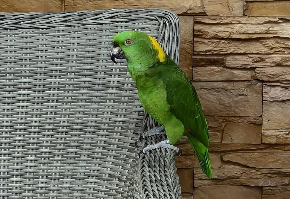 Amazonka żółtoszyja Amazona ochrocephala auropalliata, Śląskie, Bobrowniki