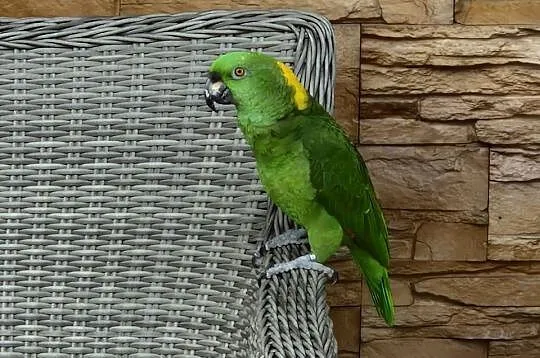 Amazonka żółtoszyja  Amazona ochrocephala auropalliata, Śląskie, Bobrowniki