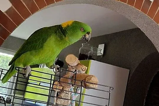 Amazonka żółtoszyja  Amazona ochrocephala auropalliata, Śląskie, Bobrowniki