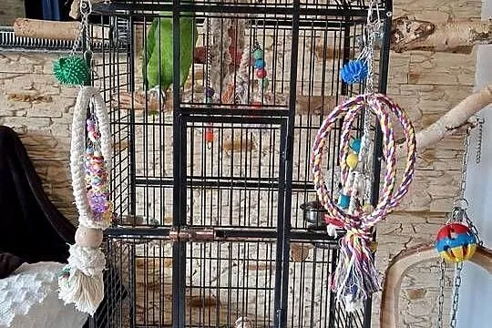 Amazonka żółtoszyja  Amazona ochrocephala auropalliata, Śląskie, Bobrowniki