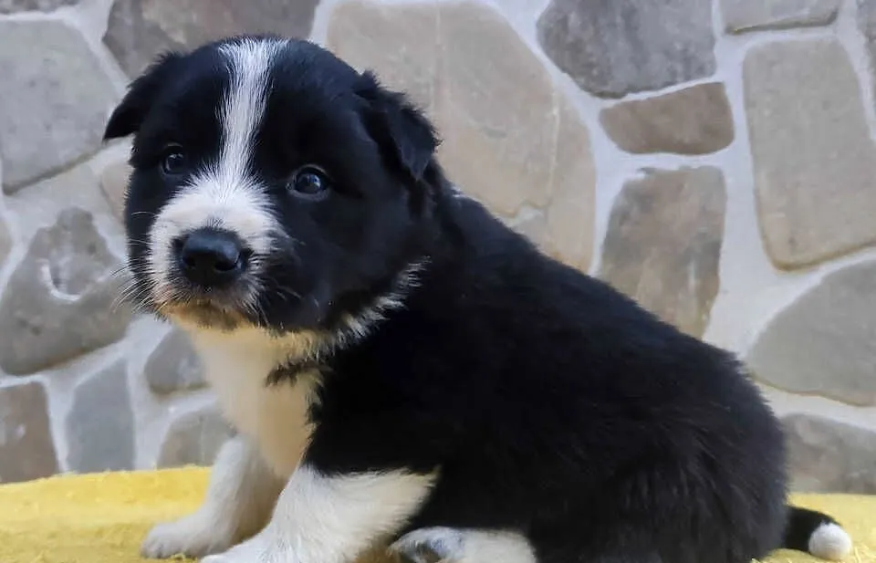 Piękna Rasowa Suczka Border Collie z pełną dok. hodowli, Podkarpackie, Iwonicz
