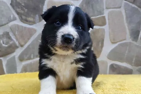 Piękna Rasowa Suczka Border Collie z pełną dok. hodowli, Podkarpackie, Iwonicz