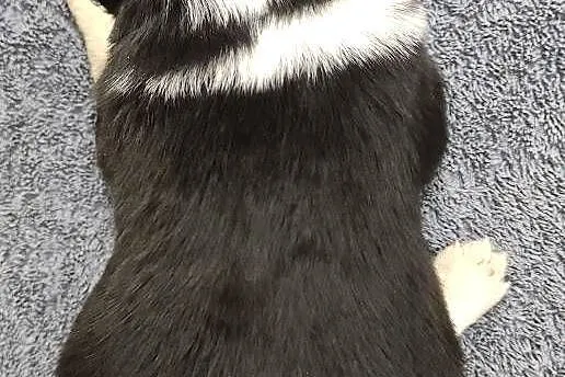 Piękna Rasowa Suczka Border Collie z pełną dok. hodowli, Podkarpackie, Iwonicz