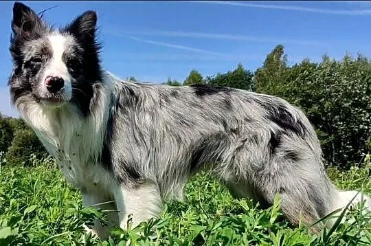 Piękna Rasowa Suczka Border Collie z pełną dok. hodowli, Podkarpackie, Iwonicz