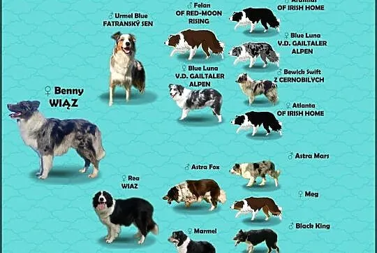Piękna Rasowa Suczka Border Collie z pełną dok. hodowli, Podkarpackie, Iwonicz