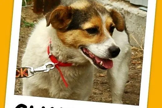 Mały 8 kg psiak GUMIŚ,średnio aktywny,wesoły,towar