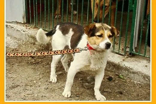Mały 8 kg psiak GUMIŚ,średnio aktywny,wesoły,towar