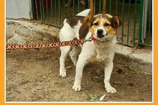 Mały 8 kg psiak GUMIŚ,średnio aktywny,wesoły,towar