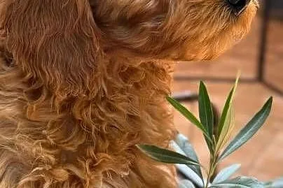 Cockapoo nasze Słodkości