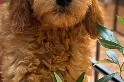 Cockapoo nasze Słodkości, Mazowieckie, Pruszków