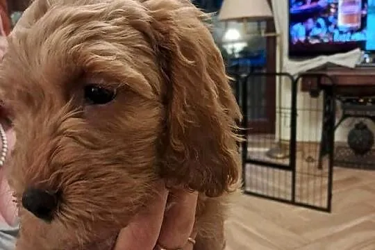 Cockapoo nasze Słodkości, Mazowieckie, Pruszków
