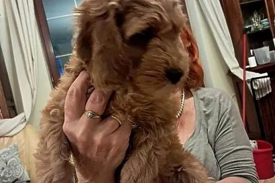 Cockapoo nasze Słodkości, Mazowieckie, Pruszków