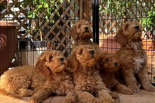 Cockapoo nasze Słodkości, Mazowieckie, Pruszków