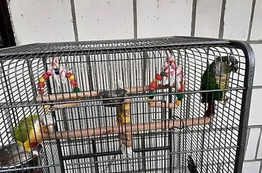 Sprzedam rudosterki, Świętokrzyskie, Krowia Góra
