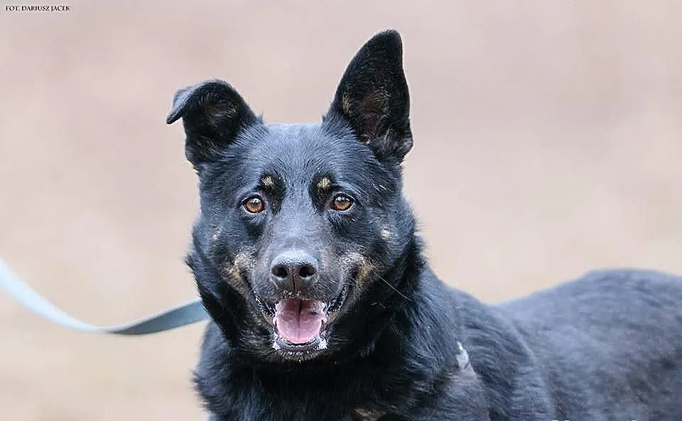 KUBA (adoptowany) a HAKER wciąż szuka domu...
