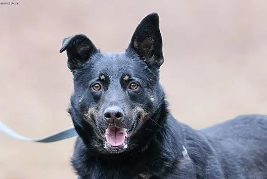 KUBA (adoptowany) a HAKER wciąż szuka domu...