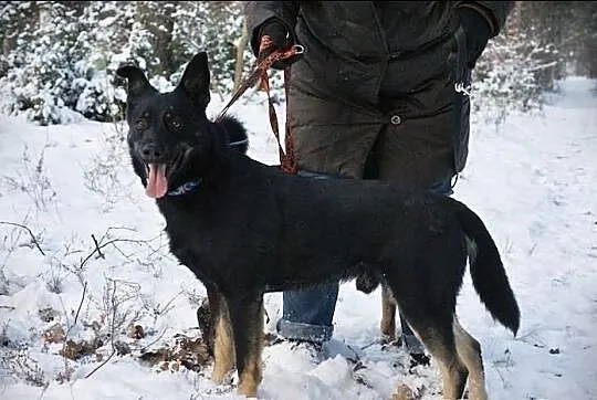KUBA (adoptowany) a HAKER wciąż szuka domu...