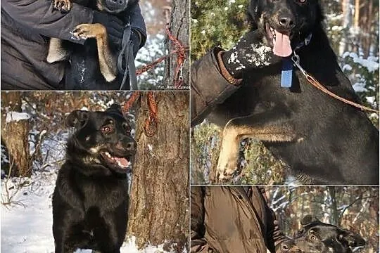 KUBA (adoptowany) a HAKER wciąż szuka domu...