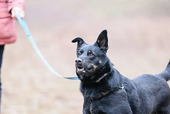 KUBA (adoptowany) a HAKER wciąż szuka domu...