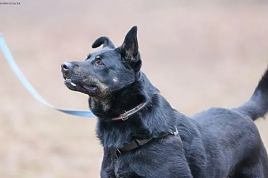 KUBA (adoptowany) a HAKER wciąż szuka domu...