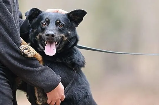 KUBA (adoptowany) a HAKER wciąż szuka domu...