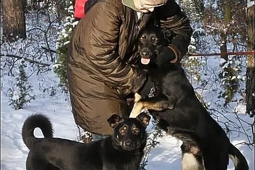KUBA (adoptowany) a HAKER wciąż szuka domu...
