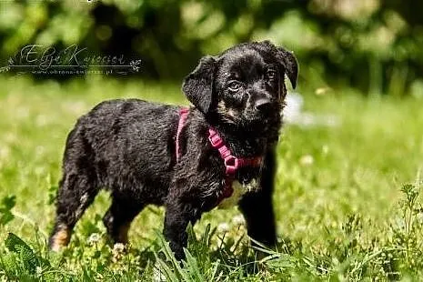 POLO - 3 kg  BEZTROSKIEGO dzieciaka do adopcji,  m