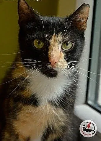 Trikolorka Fifi szuka domu , śląskie Sosnowiec