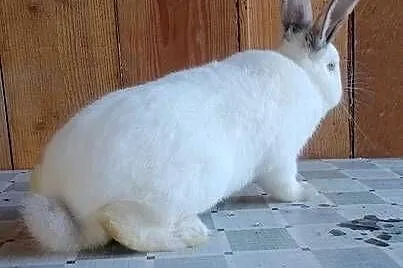 Samiec Kalifornia waga ok 3.5 kg, Świętokrzyskie, Czarzyzna