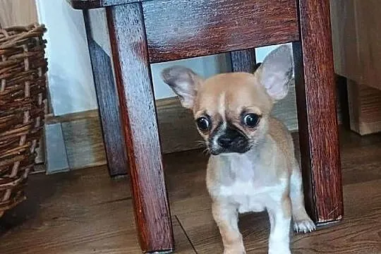 Chihuahua maleńka XXS, Łódzkie, Radomsko