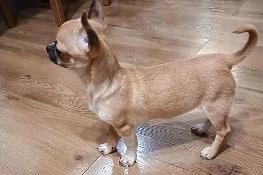 Chihuahua maleńka XXS, Łódzkie, Radomsko