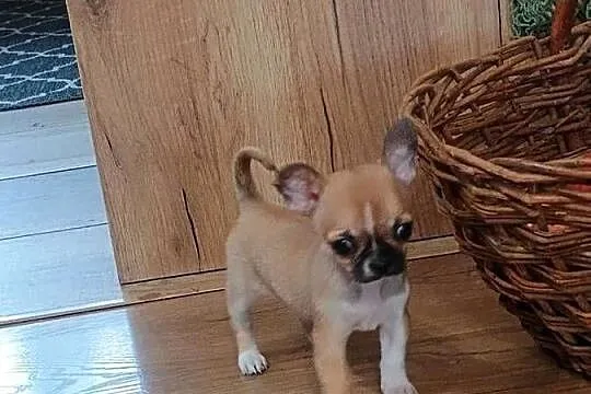Chihuahua maleńka XXS, Łódzkie, Radomsko