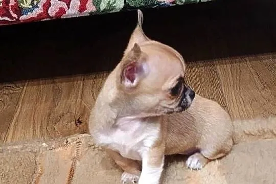 Chihuahua maleńka XXS, Łódzkie, Radomsko