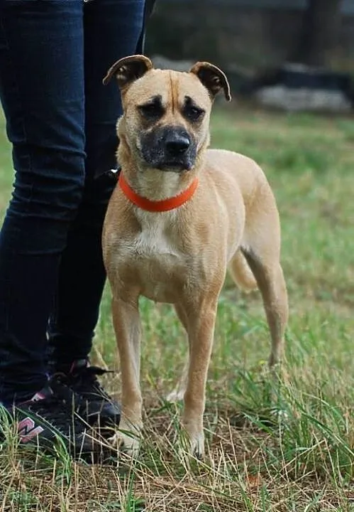 Pomóż w adopcji CHELSEA , łódzkie Skierniewice