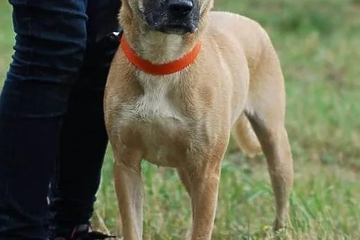 pomóż w adopcji CHELSEA , łódzkie Skierniewice